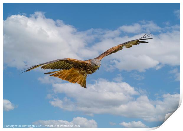Majestic Red Kite Glides Through the Clouds Print by Cliff Kinch