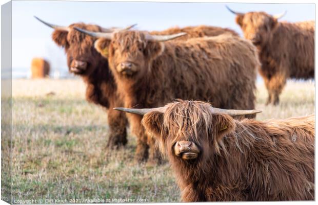 Majestic Highland Cattle Grazing Canvas Print by Cliff Kinch