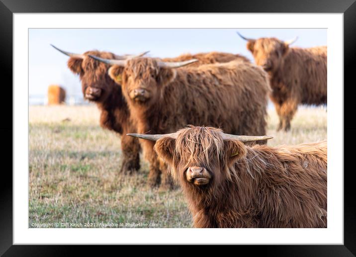 Majestic Highland Cattle Grazing Framed Mounted Print by Cliff Kinch