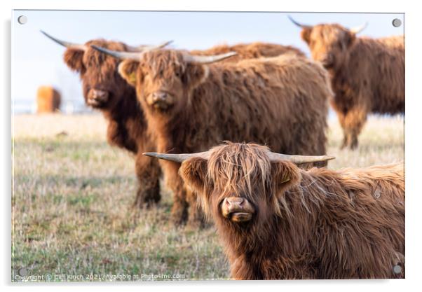 Majestic Highland Cattle Grazing Acrylic by Cliff Kinch
