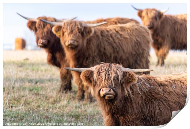 Majestic Highland Cattle Grazing Print by Cliff Kinch