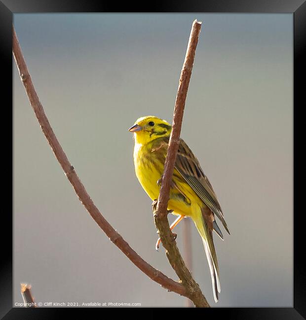Yellowhammer Framed Print by Cliff Kinch