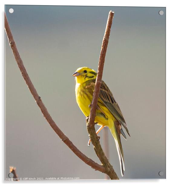 Yellowhammer Acrylic by Cliff Kinch
