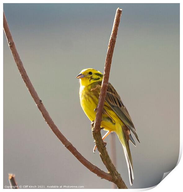 Yellowhammer Print by Cliff Kinch