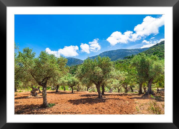 Olive trees field Framed Mounted Print by Alex Winter