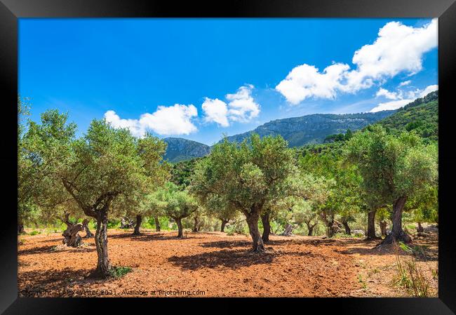 Olive trees field Framed Print by Alex Winter