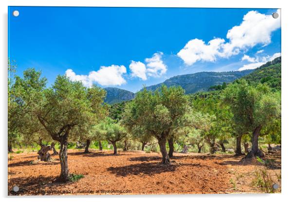 Olive trees field Acrylic by Alex Winter