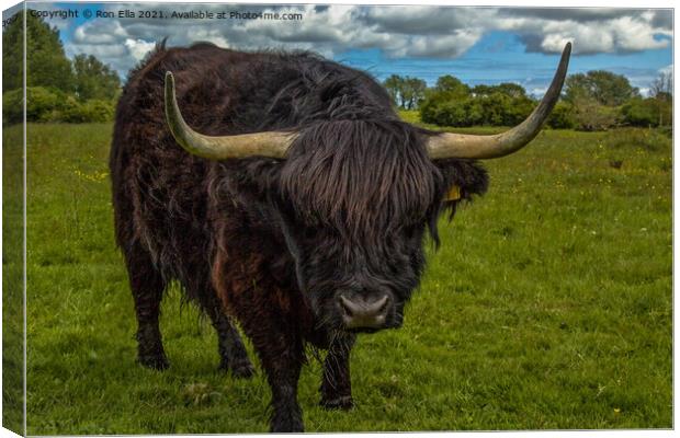 The Dark Beauty of Highland Cows Canvas Print by Ron Ella