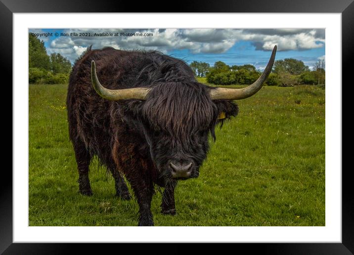 The Dark Beauty of Highland Cows Framed Mounted Print by Ron Ella