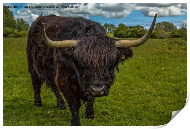 The Dark Beauty of Highland Cows Print by Ron Ella
