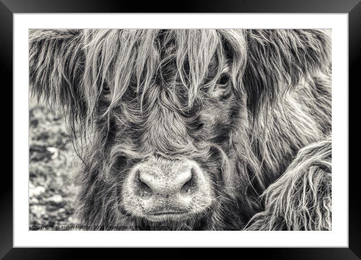 A close up of a Highland Cow Framed Mounted Print by Helkoryo Photography