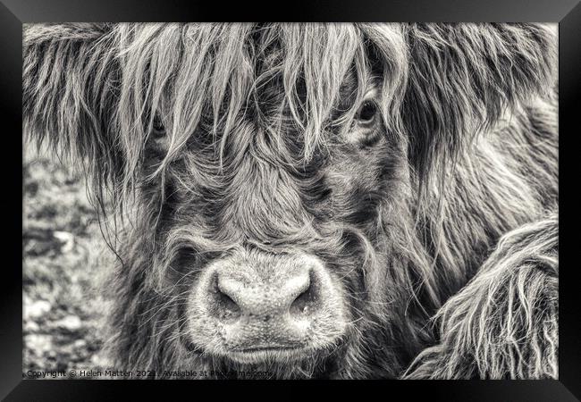 A close up of a Highland Cow Framed Print by Helkoryo Photography