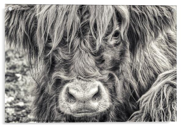 A close up of a Highland Cow Acrylic by Helkoryo Photography
