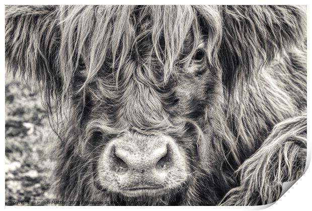 A close up of a Highland Cow Print by Helkoryo Photography