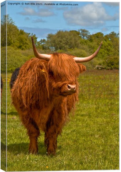 The Regal Brown Highland Cow Canvas Print by Ron Ella