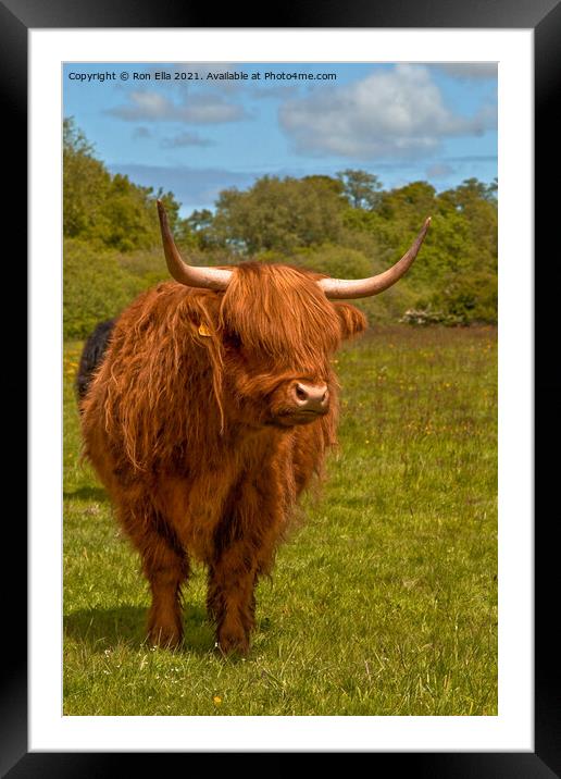 The Regal Brown Highland Cow Framed Mounted Print by Ron Ella