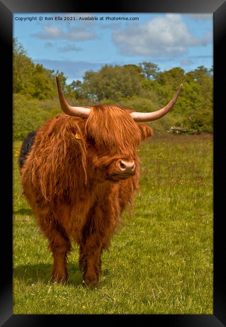 The Regal Brown Highland Cow Framed Print by Ron Ella