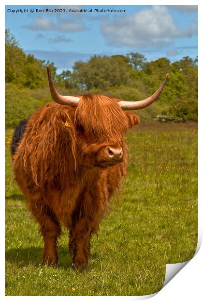 The Regal Brown Highland Cow Print by Ron Ella