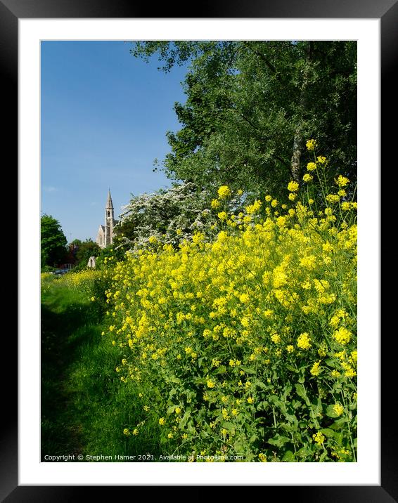 Yellow Cress Framed Mounted Print by Stephen Hamer