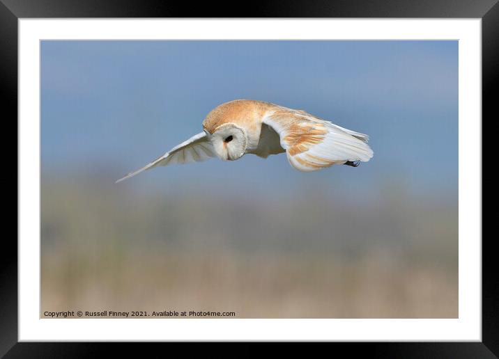 Barn owl (Tyto alba) quartering for prey Framed Mounted Print by Russell Finney