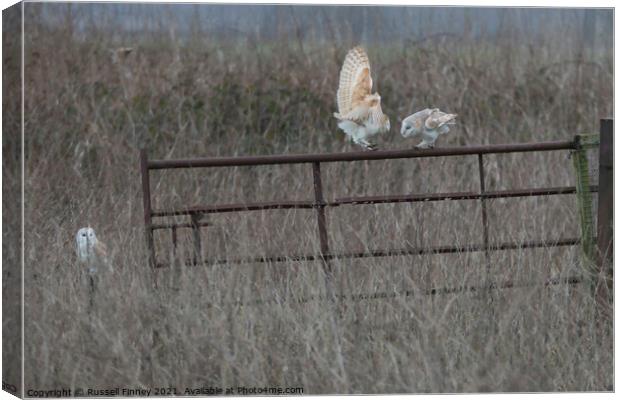 3 Barn owls (Tyto alba) fighting Canvas Print by Russell Finney