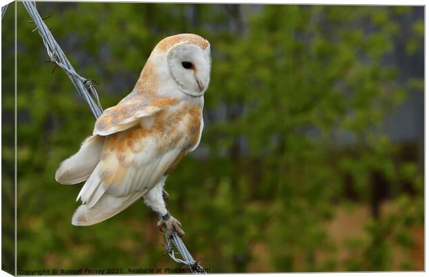 Barn owl (Tyto alba) resting on wire Canvas Print by Russell Finney
