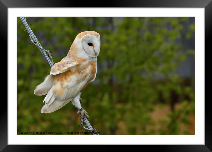 Barn owl (Tyto alba) resting on wire Framed Mounted Print by Russell Finney