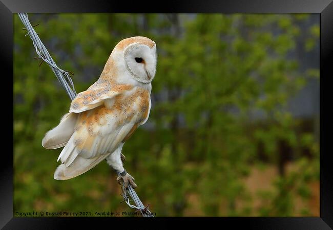 Barn owl (Tyto alba) resting on wire Framed Print by Russell Finney