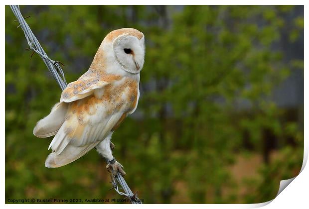 Barn owl (Tyto alba) resting on wire Print by Russell Finney