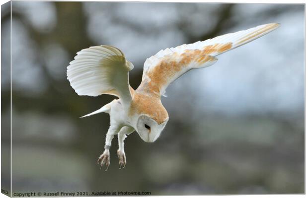 Barn owl (Tyto alba) hovering over over prey Canvas Print by Russell Finney