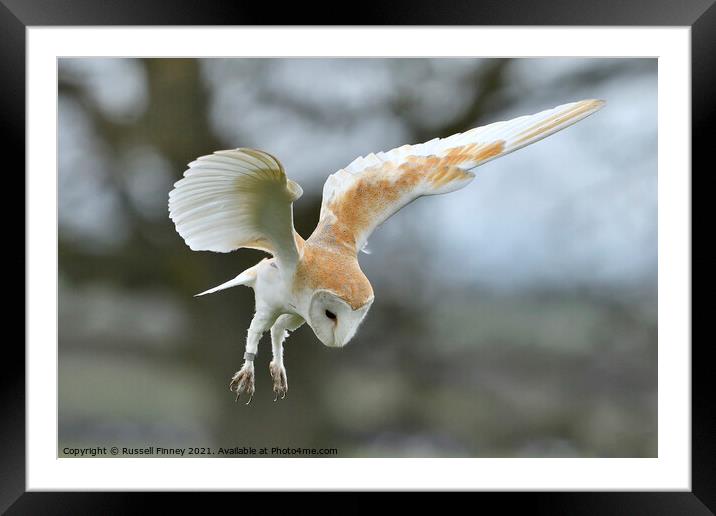 Barn owl (Tyto alba) hovering over over prey Framed Mounted Print by Russell Finney