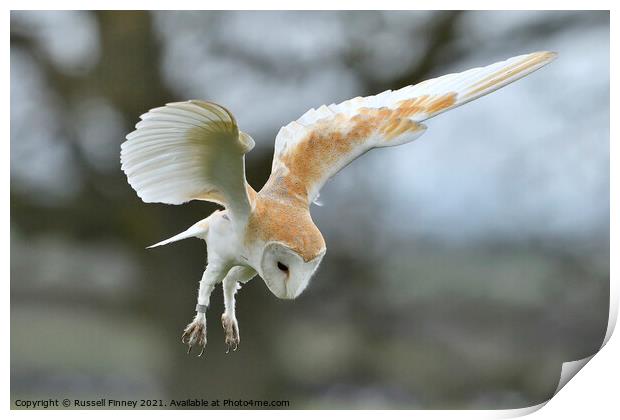 Barn owl (Tyto alba) hovering over over prey Print by Russell Finney