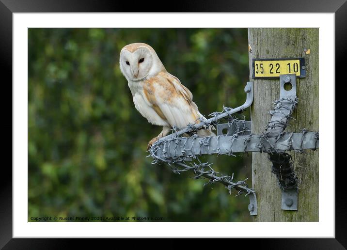 Barn owl (Tyto alba) resting on wire post Framed Mounted Print by Russell Finney