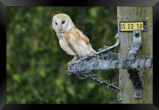 Barn owl (Tyto alba) resting on wire post Framed Print by Russell Finney