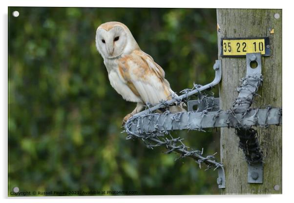 Barn owl (Tyto alba) resting on wire post Acrylic by Russell Finney