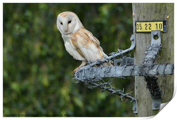 Barn owl (Tyto alba) resting on wire post Print by Russell Finney