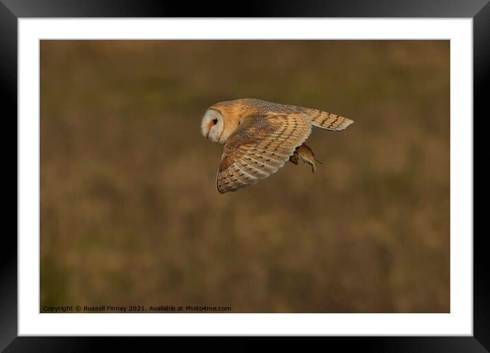 Barn owl (Tyto alba) flying with prey Framed Mounted Print by Russell Finney