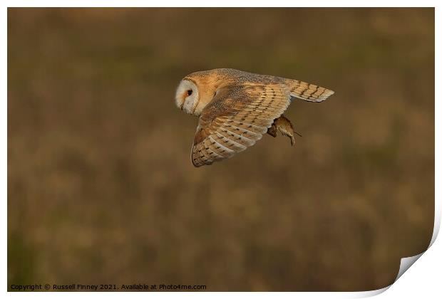 Barn owl (Tyto alba) flying with prey Print by Russell Finney