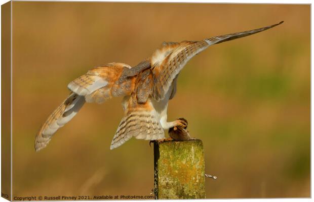 Barn owl (Tyto alba) landing with prey-field vole Canvas Print by Russell Finney