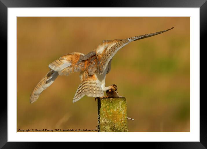 Barn owl (Tyto alba) landing with prey-field vole Framed Mounted Print by Russell Finney