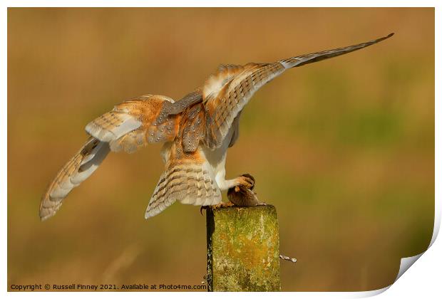 Barn owl (Tyto alba) landing with prey-field vole Print by Russell Finney