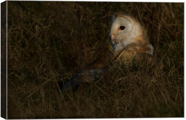 Barn owl (Tyto alba) in feild on prey Canvas Print by Russell Finney