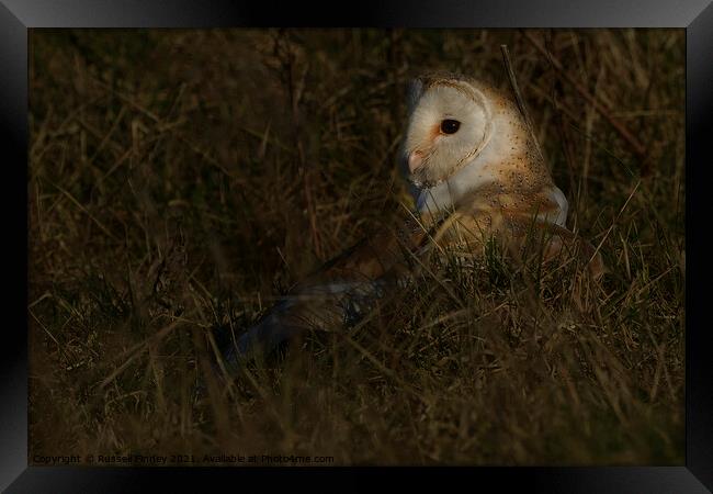 Barn owl (Tyto alba) in feild on prey Framed Print by Russell Finney