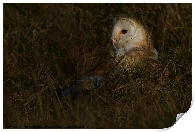 Barn owl (Tyto alba) in feild on prey Print by Russell Finney