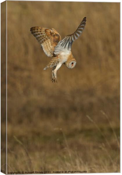 Barn owl (Tyto alba) hovering over prey Canvas Print by Russell Finney