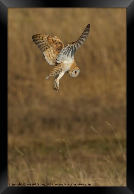 Barn owl (Tyto alba) hovering over prey Framed Print by Russell Finney