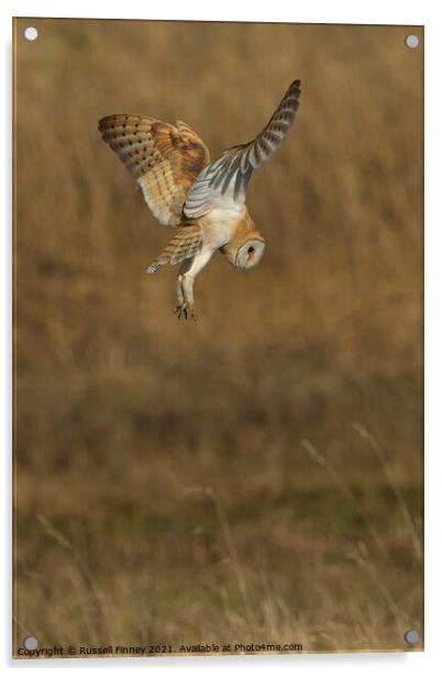 Barn owl (Tyto alba) hovering over prey Acrylic by Russell Finney