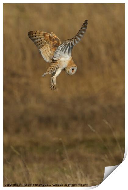 Barn owl (Tyto alba) hovering over prey Print by Russell Finney