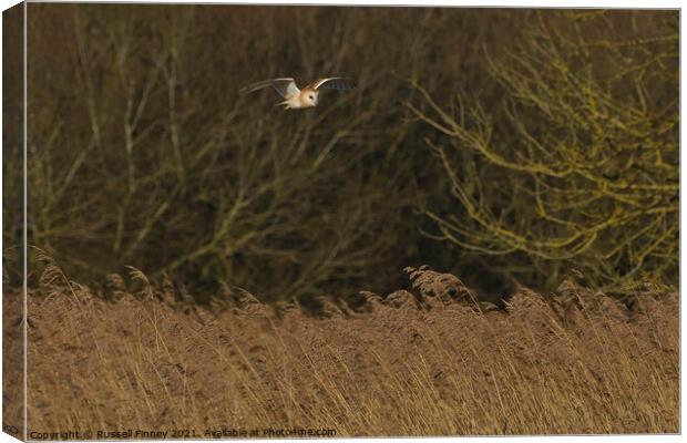 Barn owl (Tyto alba) flying over reeds Canvas Print by Russell Finney