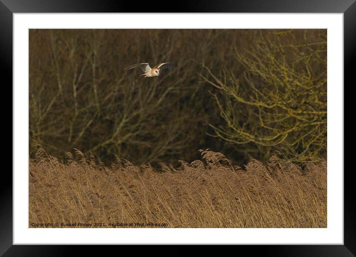 Barn owl (Tyto alba) flying over reeds Framed Mounted Print by Russell Finney